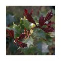 Osmanthus heterophyllus 'Purpureus' - Osmanthe à feuille pourpre