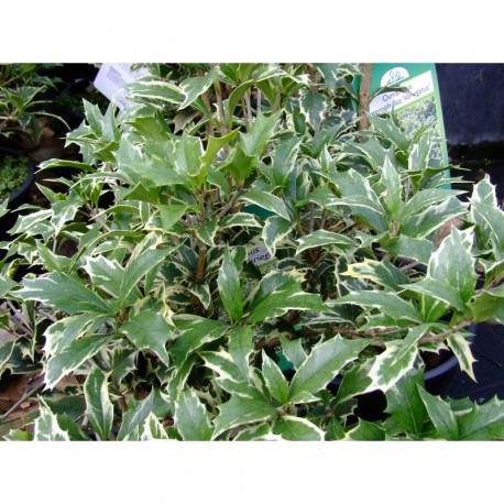 Osmanthus heterophyllus 'Variegatus' - Osmanthe panaché