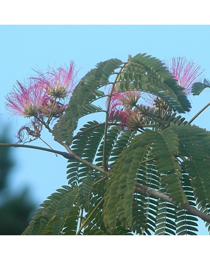 Albizia julibrissin 'Ombrella'® - arbres à soie, acacia de Constantinople