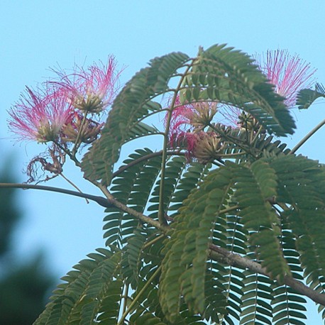 Albizia julibrissin 'Ombrella'® - arbres à soie, acacia de Constantinople