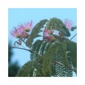 Albizia julibrissin 'Ombrella'® - arbres à soie, acacia de Constantinople