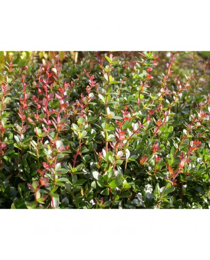 Berberis buxifolia 'Nana'