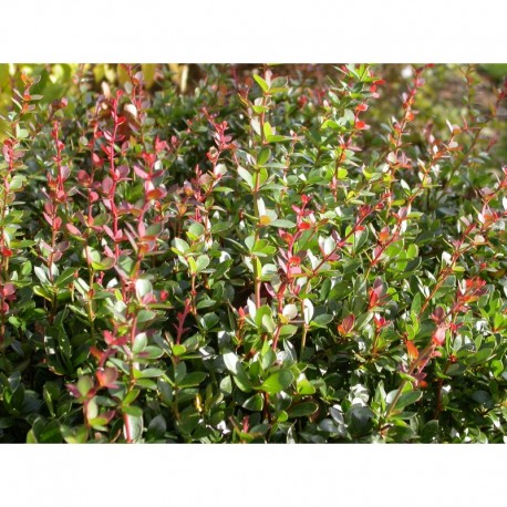 Berberis buxifolia 'Nana'