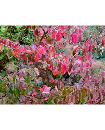 Parrotia persica 'Vanessa' - arbres de fer