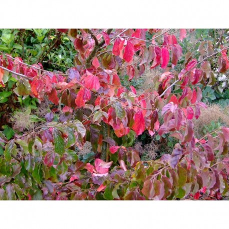 Parrotia persica 'Vanessa' - arbres de fer