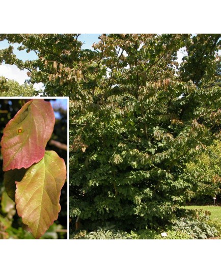 Parrotia persica - arbres de fer,