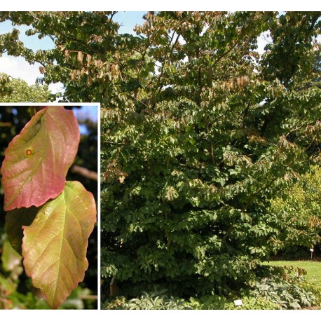 Parrotia persica - arbres de fer,