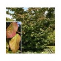 Parrotia persica - arbres de fer,