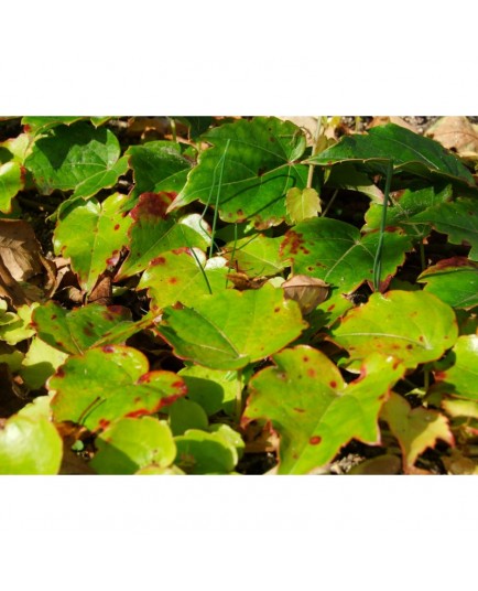 Parthenocissus tricuspidata 'Green Spring' - vigne vierge