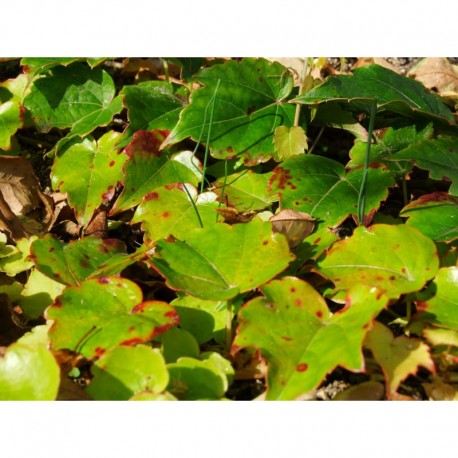 Parthenocissus tricuspidata 'Green Spring' - vigne vierge