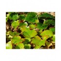 Parthenocissus tricuspidata 'Green Spring' - vigne vierge