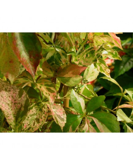 Parthenocissus tricuspidata 'Star Shower' - vigne vierge