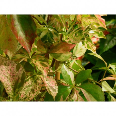 Parthenocissus tricuspidata 'Star Shower' - vigne vierge