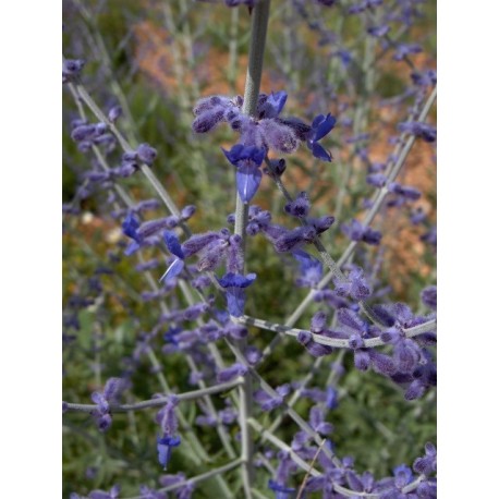 Perovskia 'Blue Spire' - Lavande d'Afghanistan