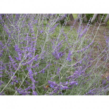 Perovskia 'Filigran' - Lavande d'Afghanistan