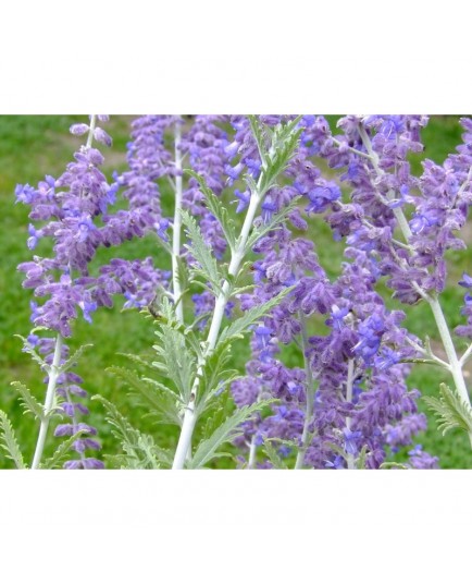 Perovskia atriplicifolia 'Lacey Blue'® - Spirée d'afghanistan