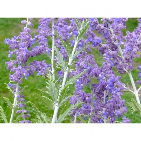 Perovskia atriplicifolia 'Lacey Blue'® - Spirée d'afghanistan