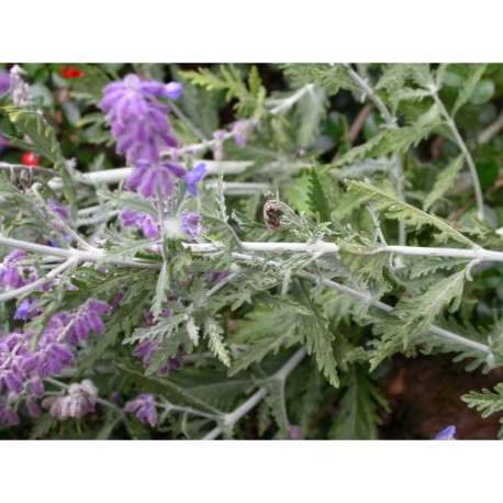 Perovskia atriplicifolia - Perovskia à feuilles d'arroche