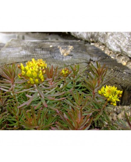 Phedimus middendorfianus - Sedum