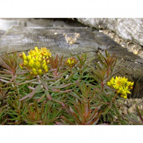 Phedimus middendorfianus - Sedum