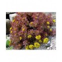 Phedimus middendorfianus - Sedum