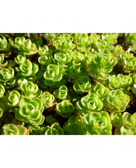 Sedum spurium 'Album Superbum' - Sedum