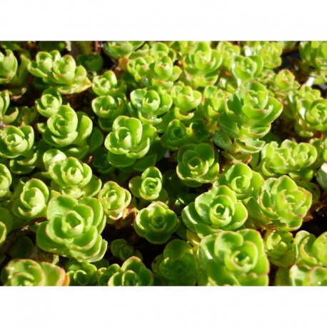 Sedum spurium 'Album Superbum' - Sedum