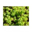 Sedum spurium 'Album Superbum' - Sedum