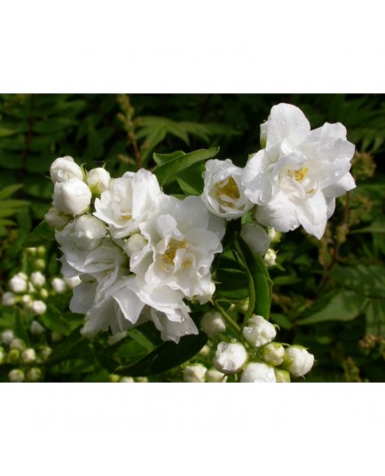 Philadelphus 'Bouquet Blanc' - seringats, seringas,