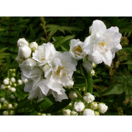 Philadelphus 'Bouquet Blanc' - seringats, seringas,