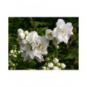 Philadelphus 'Bouquet Blanc' - seringats, seringas,