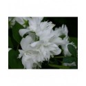 Philadelphus 'Buckleys Quill' -Seringat