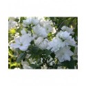 Philadelphus 'Frosty Morn' - Seringat