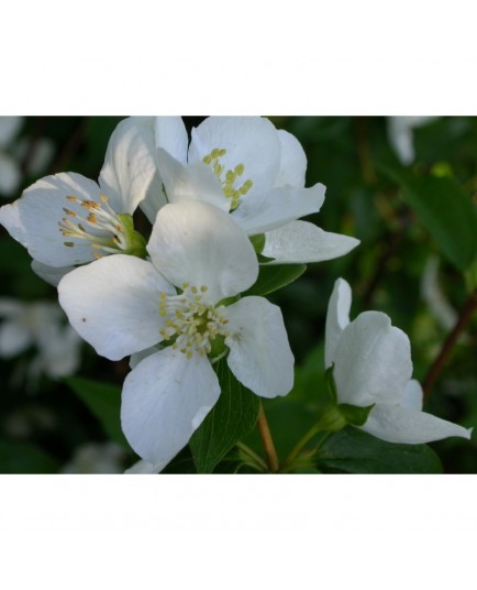 Philadelphus 'Galahad' - seringat