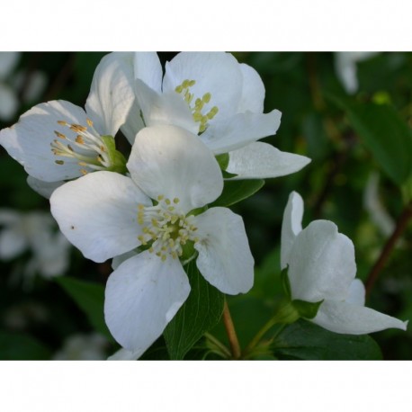 Philadelphus 'Galahad' - seringat