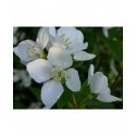 Philadelphus 'Galahad' - seringat