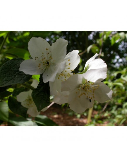 Philadelphus 'Hidden Blush' - seringat