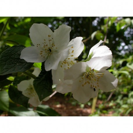 Philadelphus 'Hidden Blush' - seringat