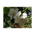 Philadelphus 'Hidden Blush' - seringat