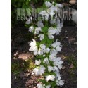 Philadelphus 'Manteau d'Hermine' - Seringat