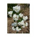 Philadelphus 'Minnesota Snowflake' - seringats, seringas,