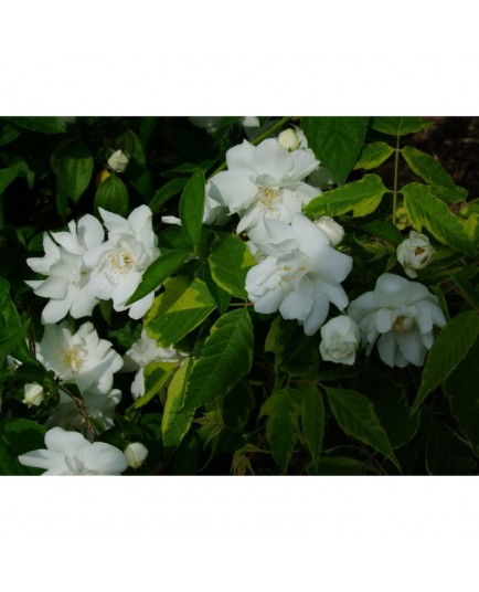 Philadelphus 'Natchez' - Seringat