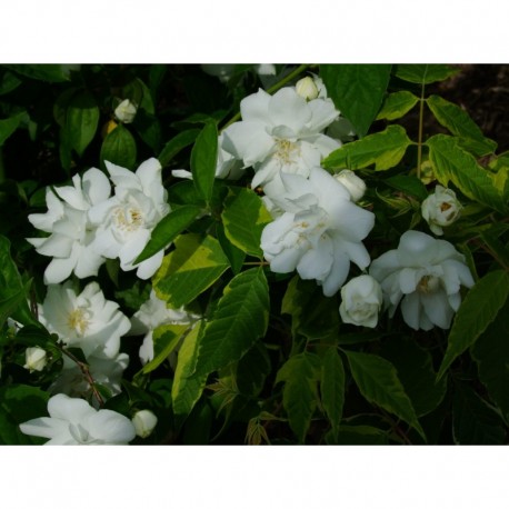 Philadelphus 'Natchez' - Seringat