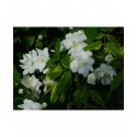 Philadelphus 'Natchez' - Seringat