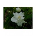 Philadelphus 'Natchez' - Seringat