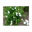 Philadelphus 'Natchez' - Seringat