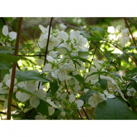 Philadelphus 'Silberregen' - Seringat
