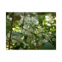 Philadelphus 'Silberregen' - Seringat