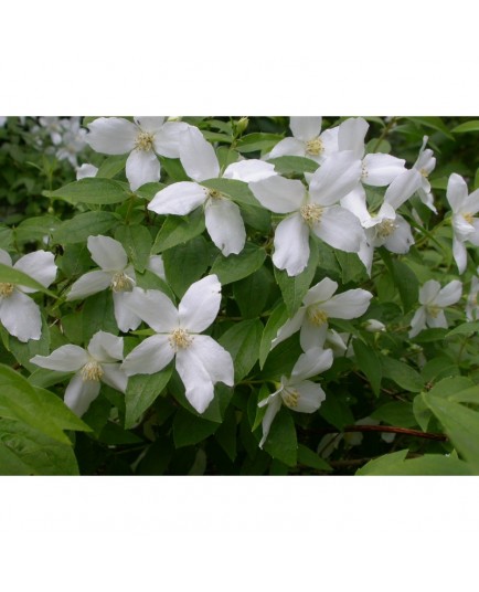 Philadelphus 'Silberregen' - Seringat