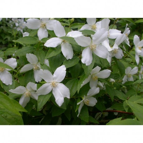 Philadelphus 'Silberregen' - Seringat